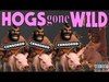 Clash Of Clans | 5 UPDATED HOG ATTACKS FOR TH9 | HOGS GONE W